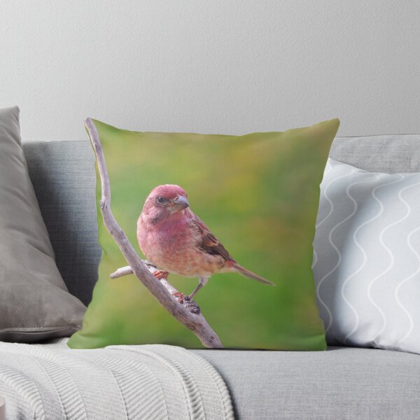Item preview, Purple Finch - Male designed and sold by Lynda   McDonald.