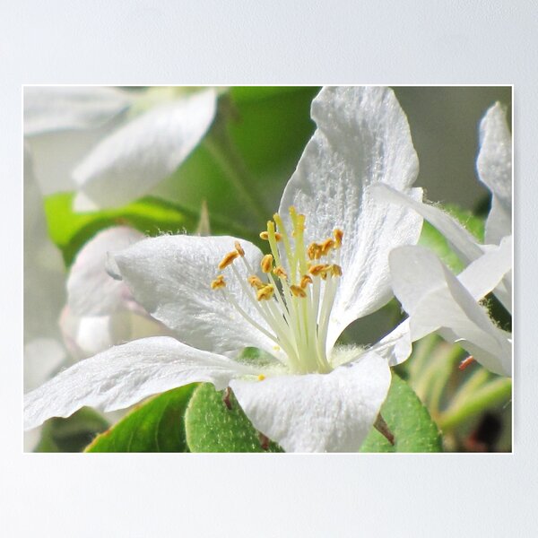 Item preview, GENTLE  AWAKENING  designed and sold by Marie  Morrison.