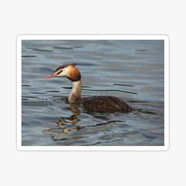 Great Crested Grebe Sticker