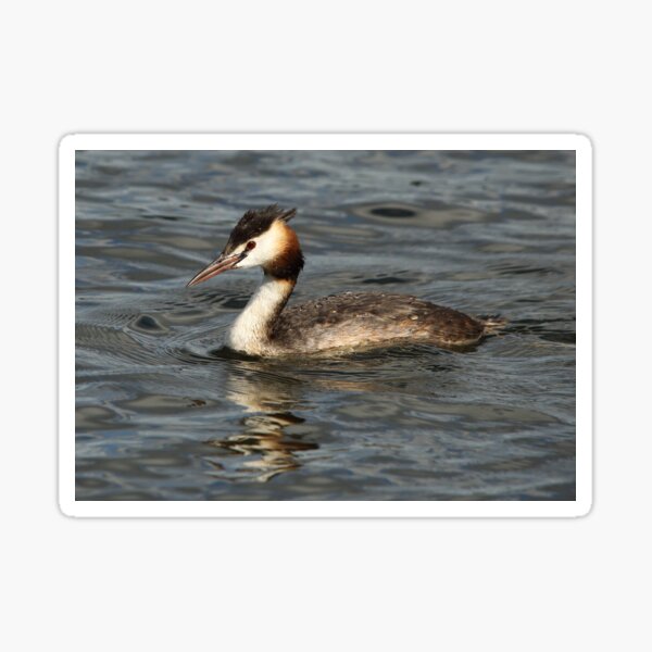Great Crested Grebe Sticker