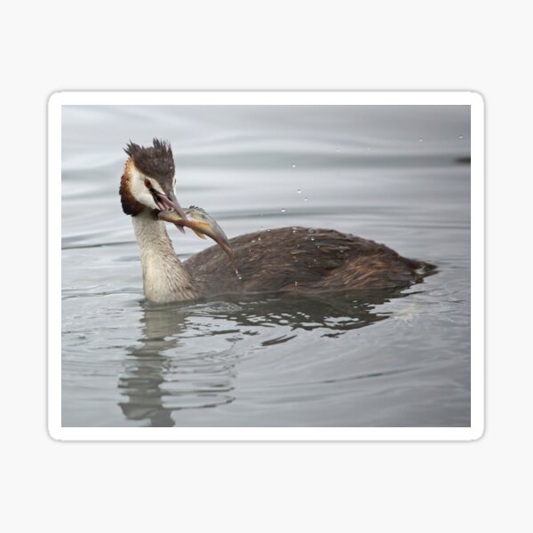 Great Crested Grebe with Perch Sticker