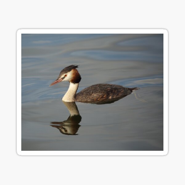 Great Crested Grebe Sticker