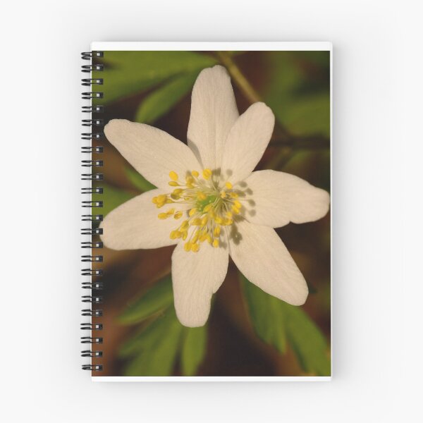 Item preview, flower snowdrop white in the light of the spring sun in the wild designed and sold by yarvin13.