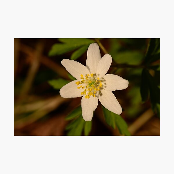 Item preview, flower snowdrop white in the light of the spring sun in the wild designed and sold by yarvin13.