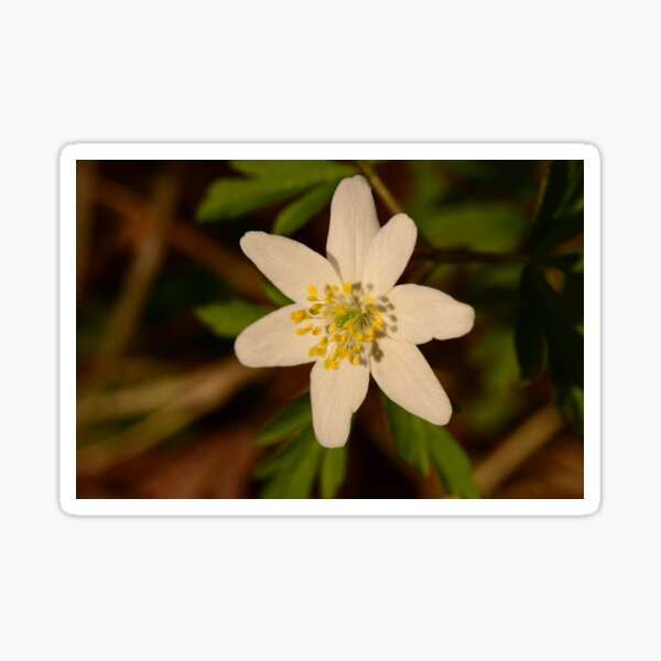 Item preview, flower snowdrop white in the light of the spring sun in the wild designed and sold by yarvin13.