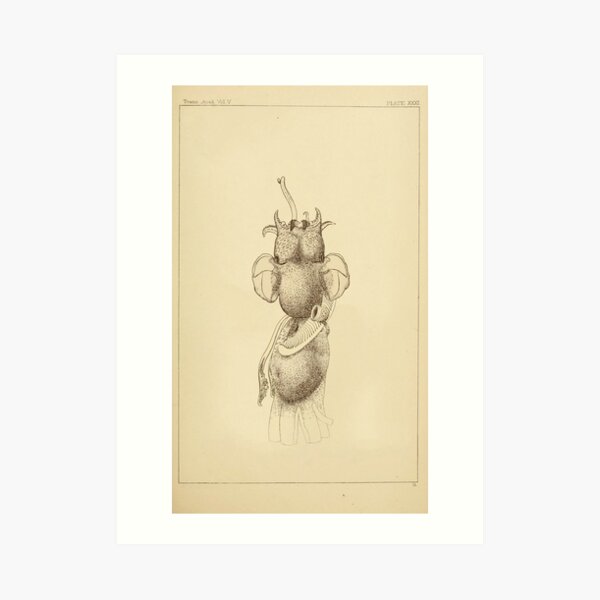 Retro Alien: Enn Art Print