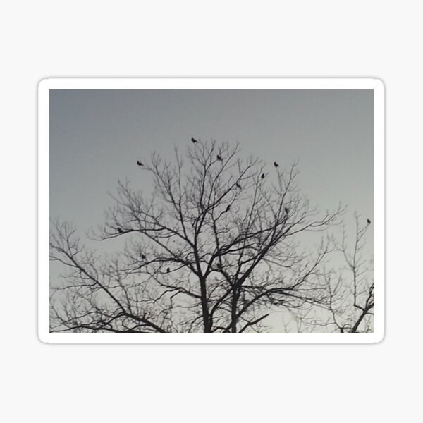 Budgerigars on Pecan tree top Sticker