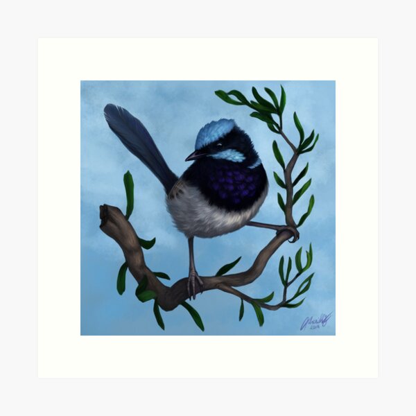 Male Superb Blue Fairy Wren Art Print