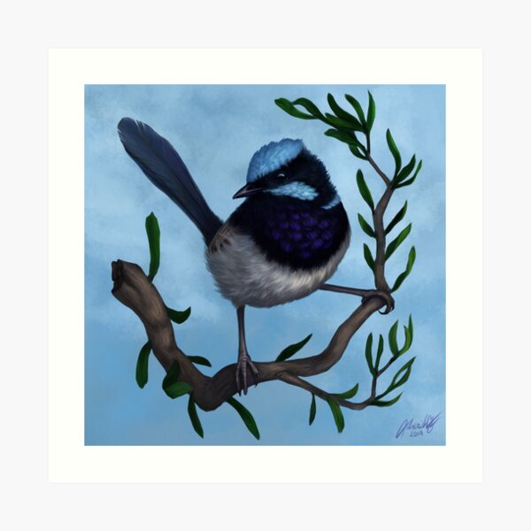 Male Superb Blue Fairy Wren Art Print