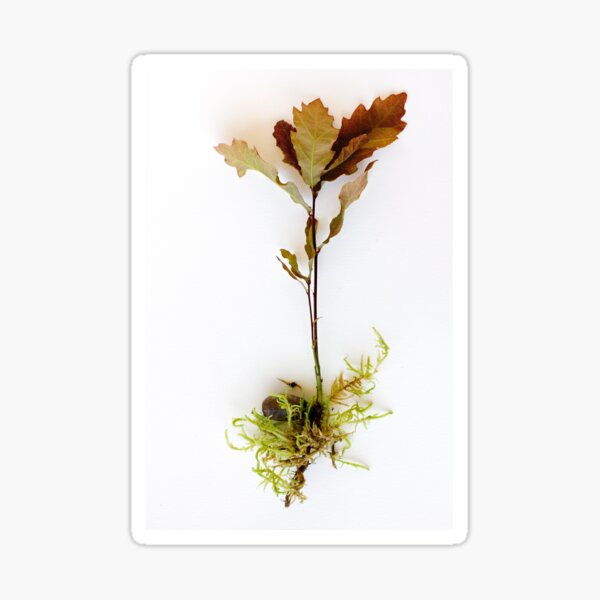 Little Acorns Sticker