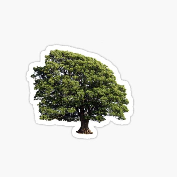 Large Oak Tree (Isolated on white background) Sticker