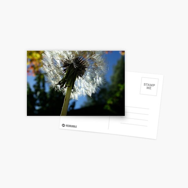 Puff Postcard