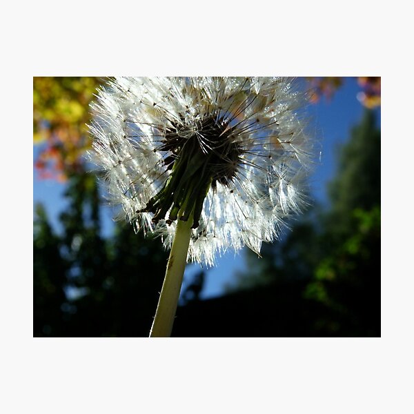 Puff Photographic Print