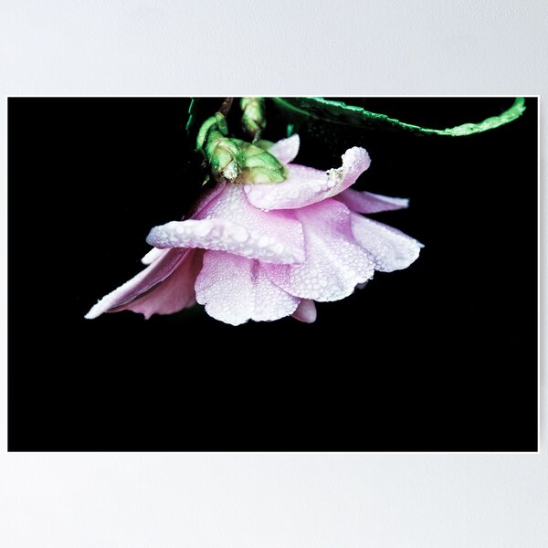 Item preview, ~Pinklicious~ designed and sold by AnnabelHC.