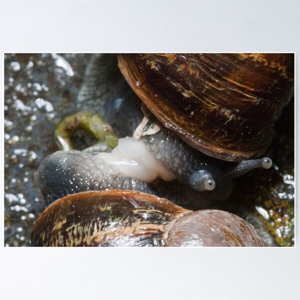 Artikelvorschau, Snails entworfen und verkauft von Colin  Ewington.