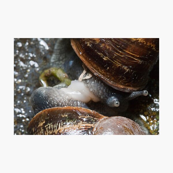 Artikelvorschau, Snails entworfen und verkauft von Colin Ewington.