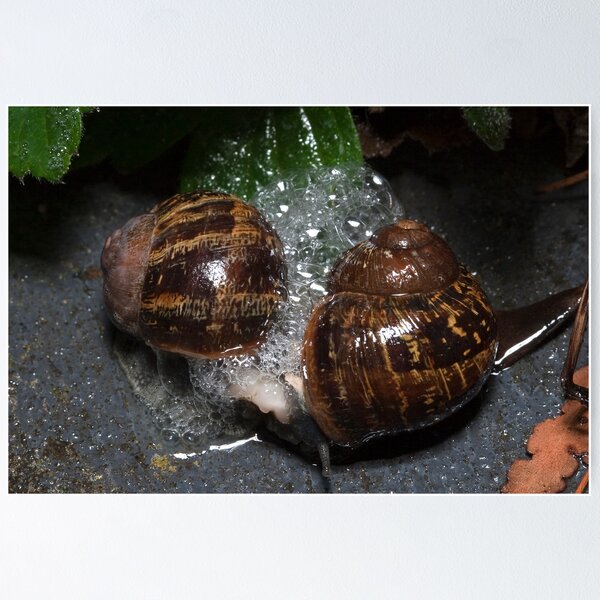 Artikelvorschau, Snails entworfen und verkauft von Colin  Ewington.