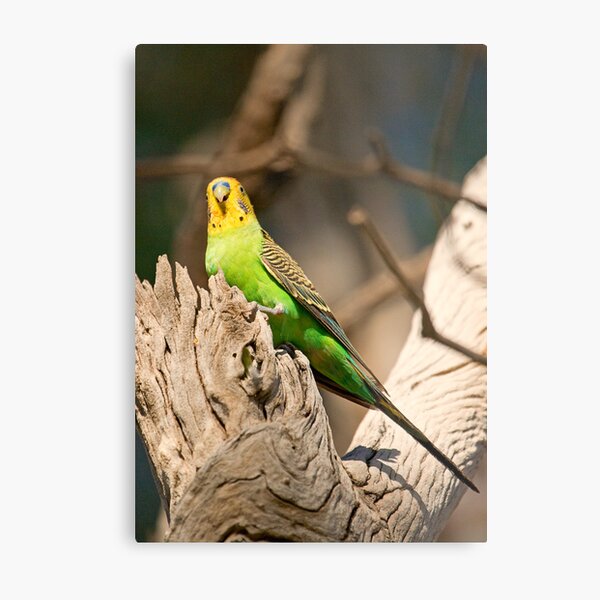 Wild Budgerigar Metal Print