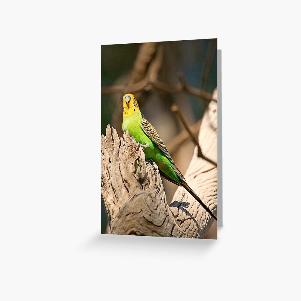 Wild Budgerigar Greeting Card