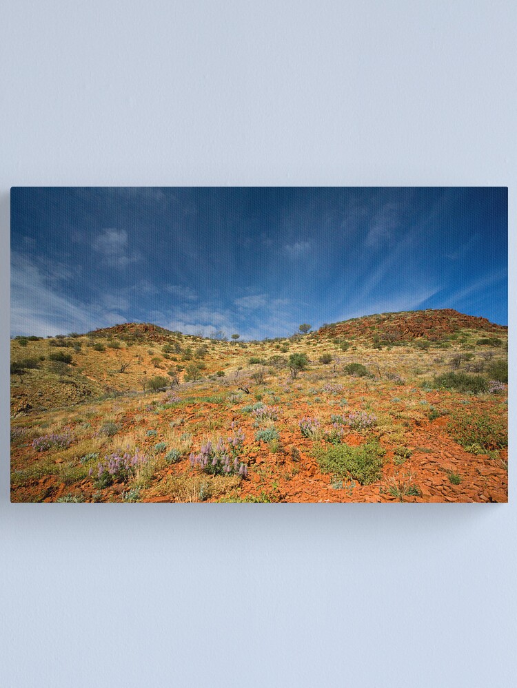 Thumbnail 1 of 3, Canvas Print, Gammon Ranges Mulla Mulla designed and sold by RICHARDW.