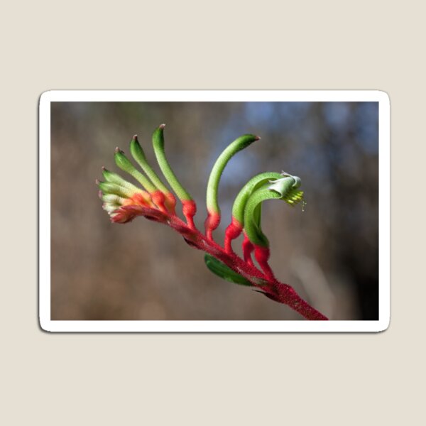 Kangaroo Paw Magnet