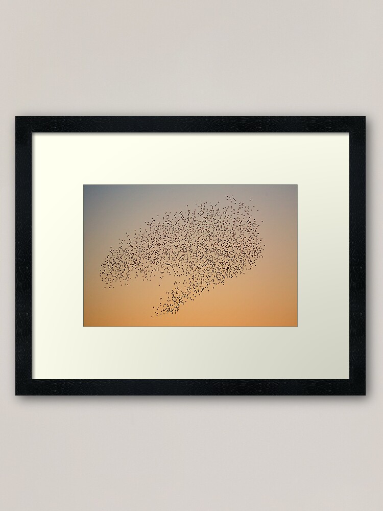 Alternate view of Wild Budgerigars in Flight Framed Art Print