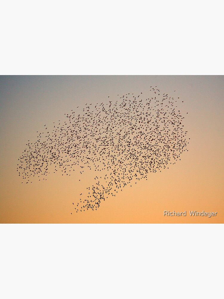Wild Budgerigars in Flight by RICHARDW