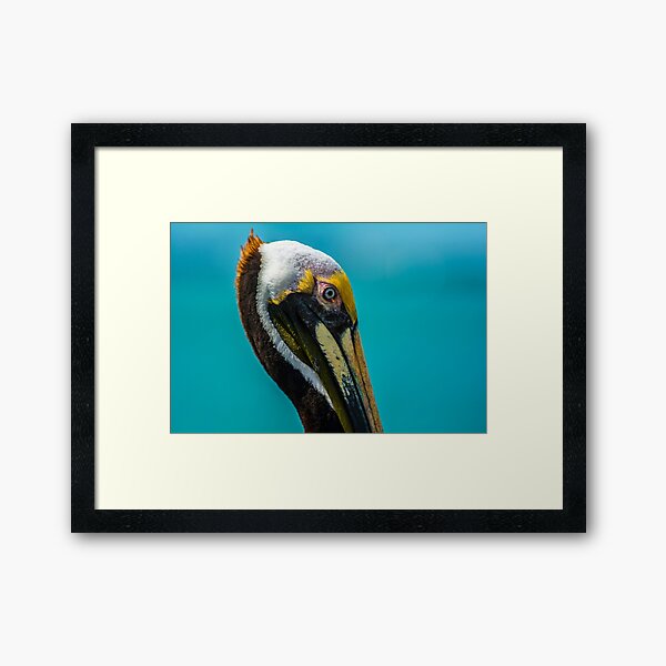 Item preview, florida pelican close up designed and sold by fineartbyK.