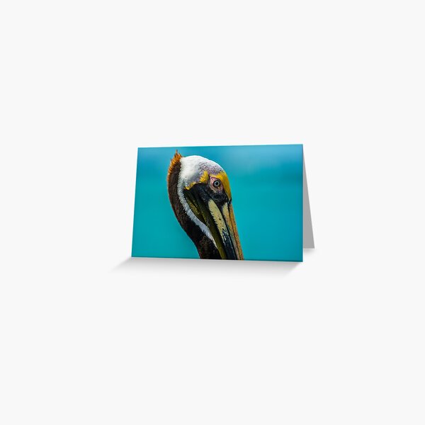 Item preview, florida pelican close up designed and sold by fineartbyK.
