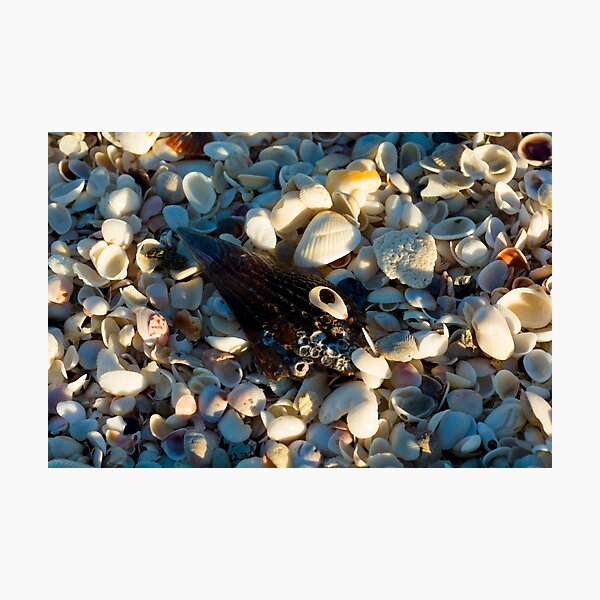 Item preview, beach shells designed and sold by fineartbyK.