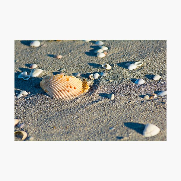 Item preview, orange shell in sand designed and sold by fineartbyK.