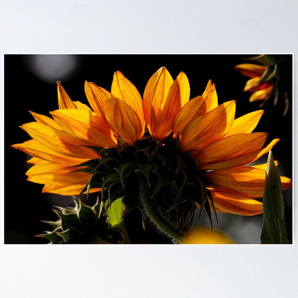 Item preview, Under the sun flower designed and sold by browncardinal8.