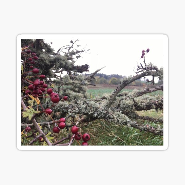 Item preview, Scottish Borders Old Hedge designed and sold by Sunshine Stewart.