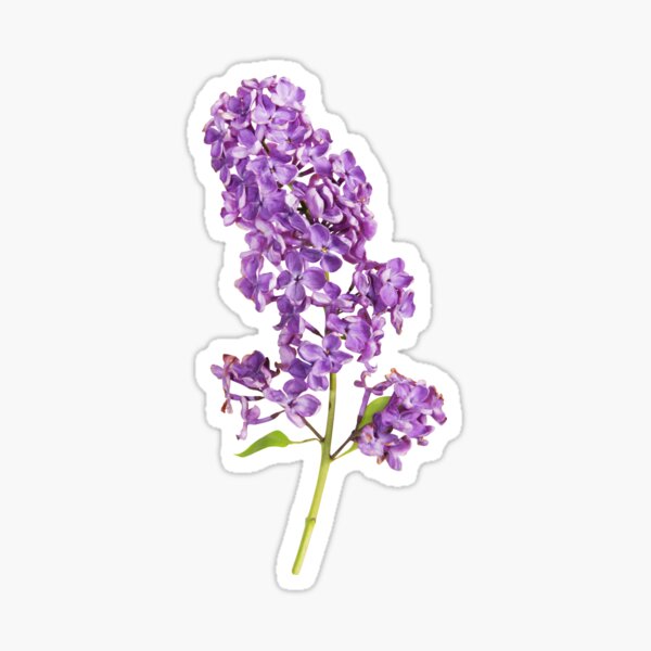 Beautiful lilac branch Sticker