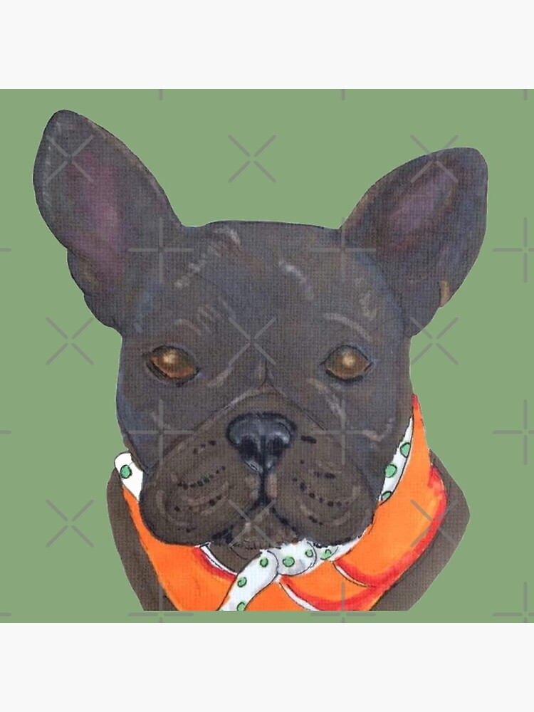 little french bulldog