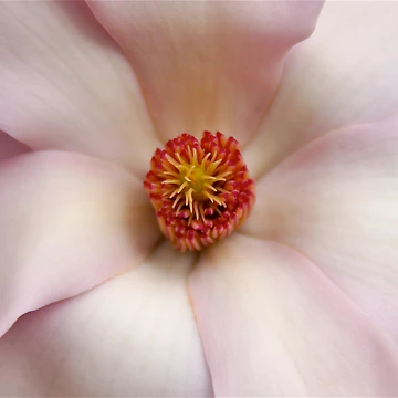 Artwork thumbnail, Magnolia In Spring by MoonLiteStudio