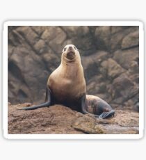 Steller Sea Lion Sticker