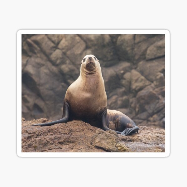 Steller Sea Lion Sticker