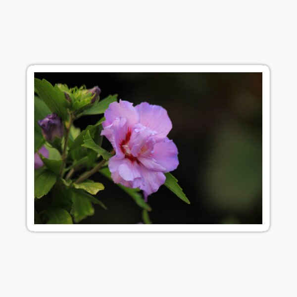 The Flowers at Coughton Court Sticker