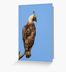 Changeable Hawk Greeting Card