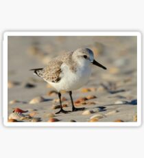 Sandpiper Portrait Sticker