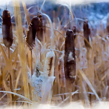 Artwork thumbnail, Bull Rushes. by CanadianWild418