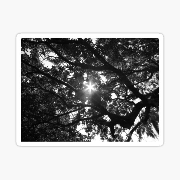 Black and White Sun Burst through Canopy Sticker