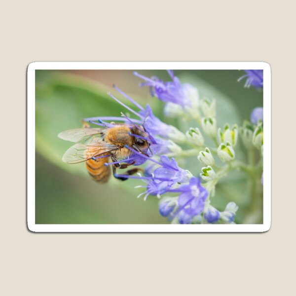 Item preview, Bee on purple flower designed and sold by AnnoraBee.