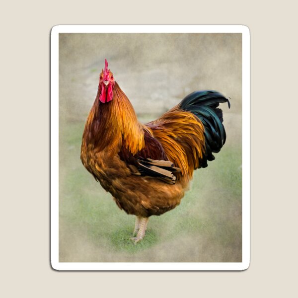 Item preview, Rooster/Cockerel  designed and sold by Linsey Williams.