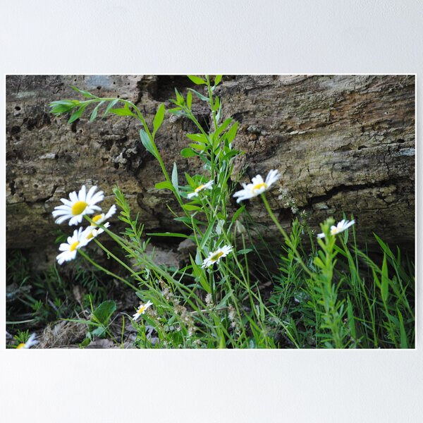 Item preview, Daisies by a Fallen Tree designed and sold by mountainshadows.