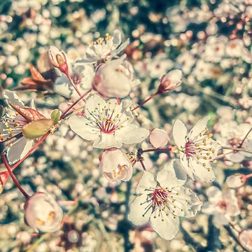 Artwork thumbnail, Spring by Mark&Roxana Designs