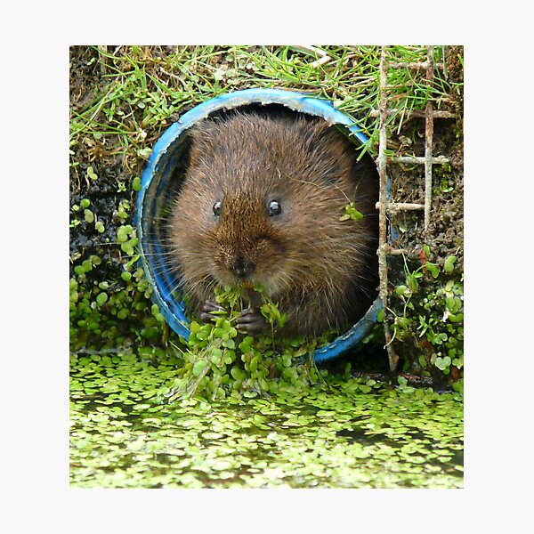 Eat your greens! Photographic Print