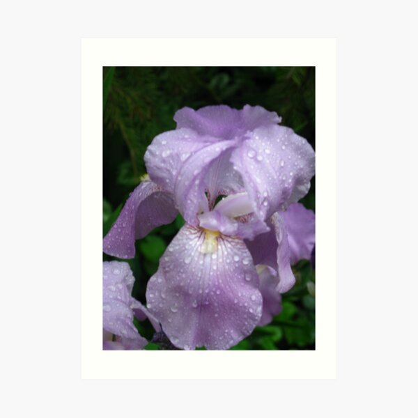 Single Iris in the Rain Art Print
