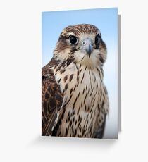 Prairie falcon Greeting Card
